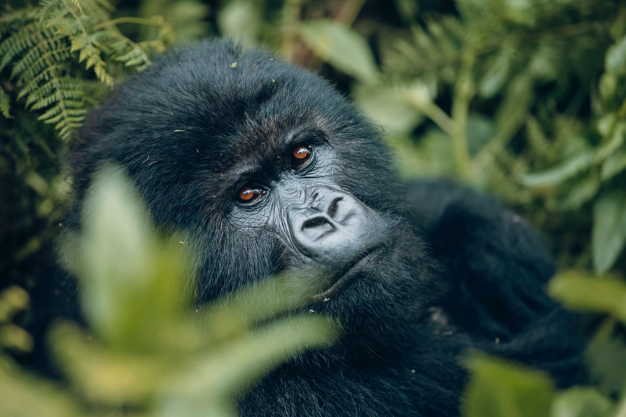 Akagera Safari & Volcanoes National Park Tour.
